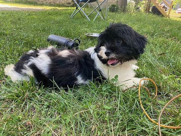 medium-haired-silky-cocker