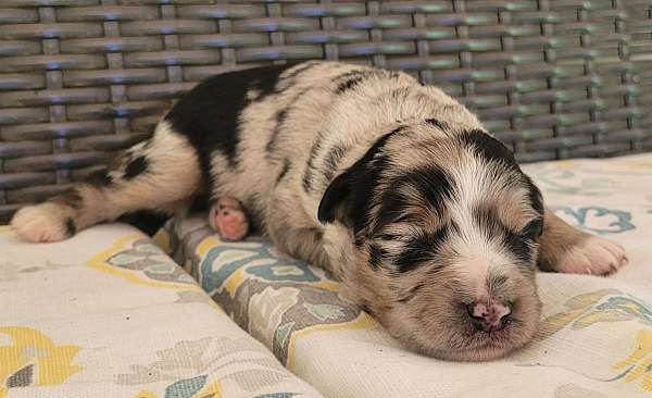 female-mini-australian-shepherd-dog