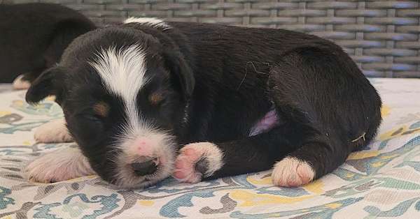 male-mini-australian-shepherd-dog