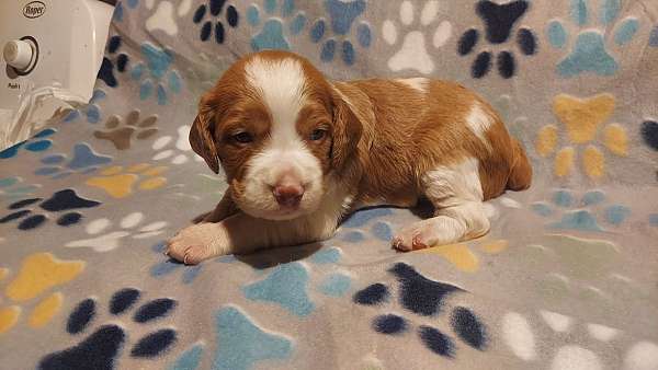 orange-white-medium-haired-brittany-spaniel