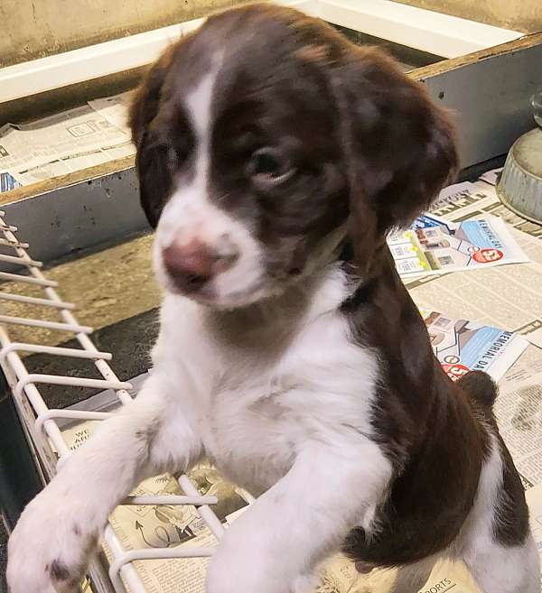 liver-medium-brittany-spaniel