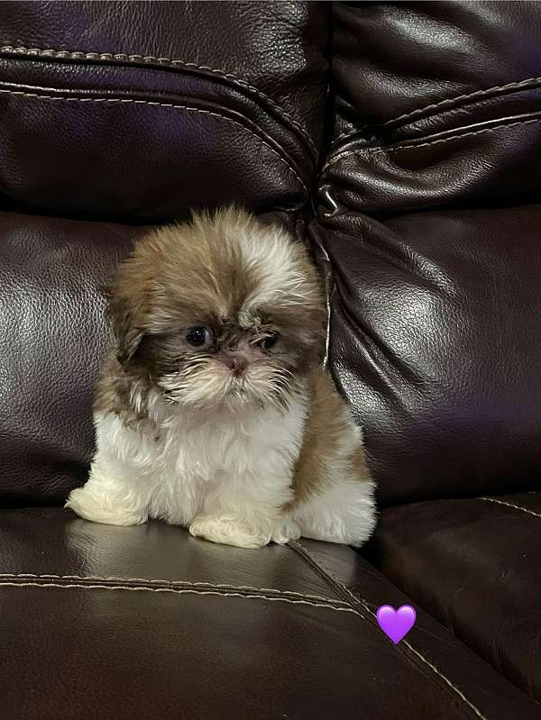 long-hair-shih-tzu