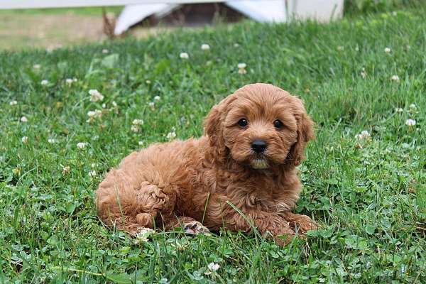 male-cavapoo-puppy