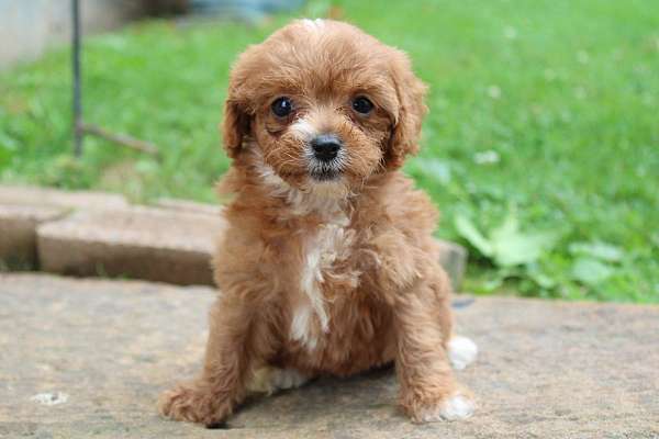 female-cavapoo-puppy