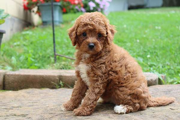 female-cavapoo-puppy