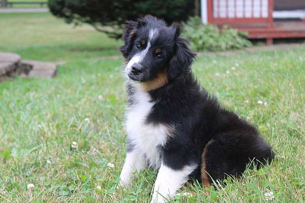 female-mini-australian-shepherd-puppy