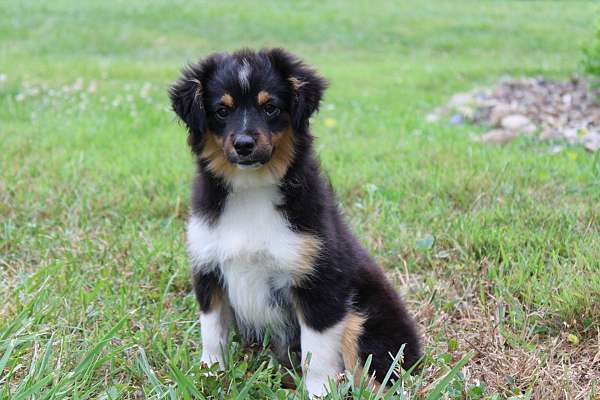 female-mini-australian-shepherd-puppy