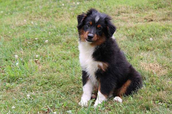 male-mini-australian-shepherd-puppy