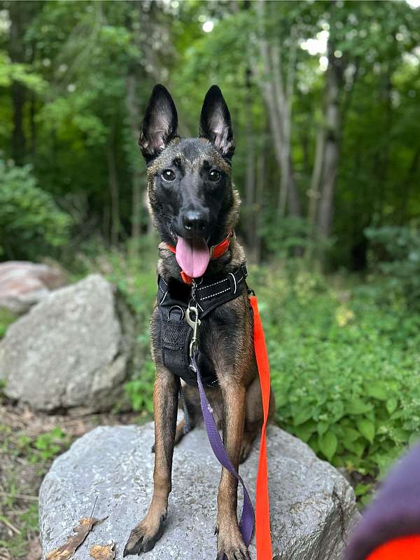 female-sable-smooth-coated-belgian-malinois