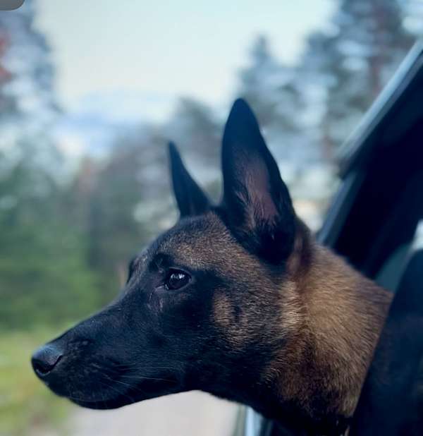 smooth-coated-belgian-malinois-puppy