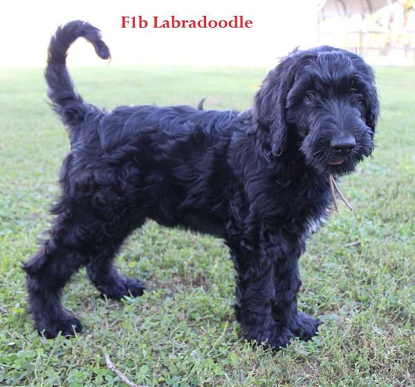 black-white-female-labradoodle