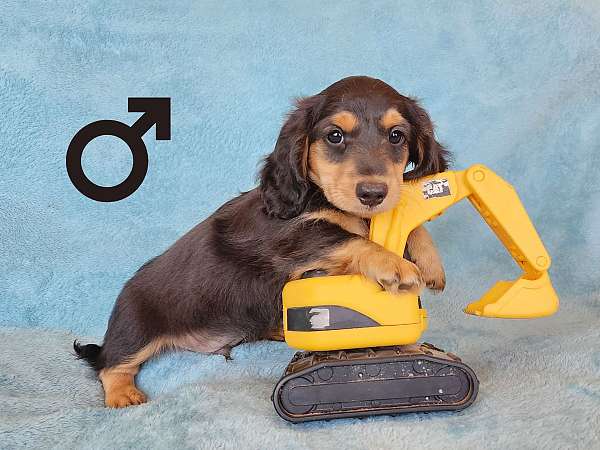 long-haired-dachshund