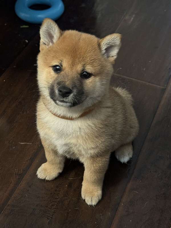 mixed-shiba-inu-dog