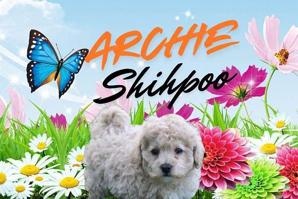 male-shih-poo-puppy