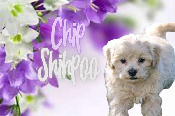 male-shih-poo-puppy