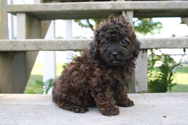 male-shih-poo-puppy