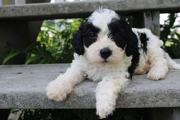 male-cavapoo-puppy