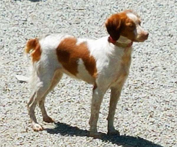 mixed-orange-white-medium-haired-brittany-spaniel