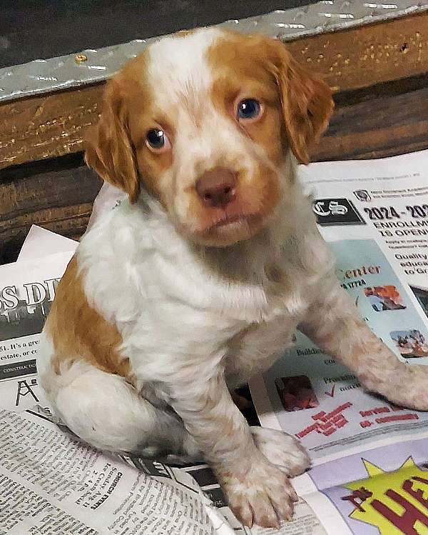 mixed-orange-white-medium-haired-brittany-spaniel