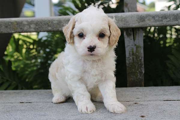 male-cavapoo-puppy