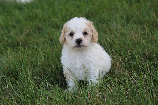 female-cavapoo-puppy