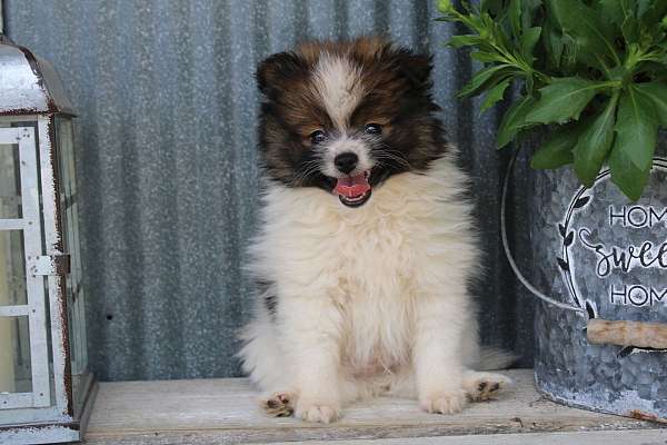 male-pomeranian-puppy