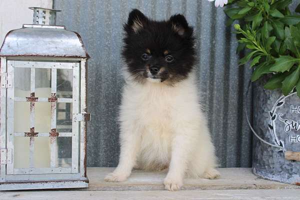 female-pomeranian-puppy