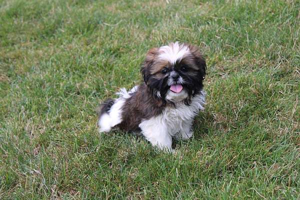 male-shih-tzu-puppy