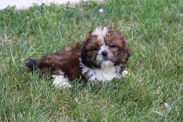 male-shih-tzu-puppy