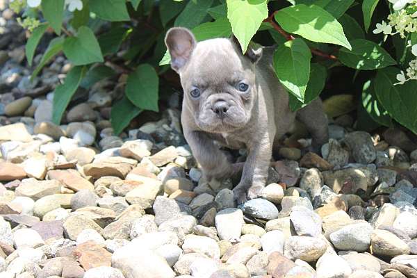 female-french-bulldog