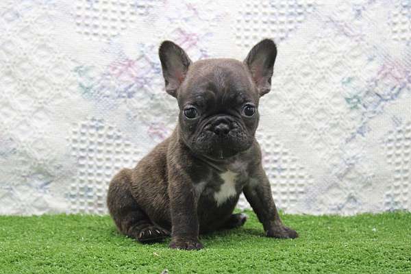 male-french-bulldog