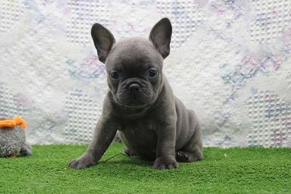 female-french-bulldog