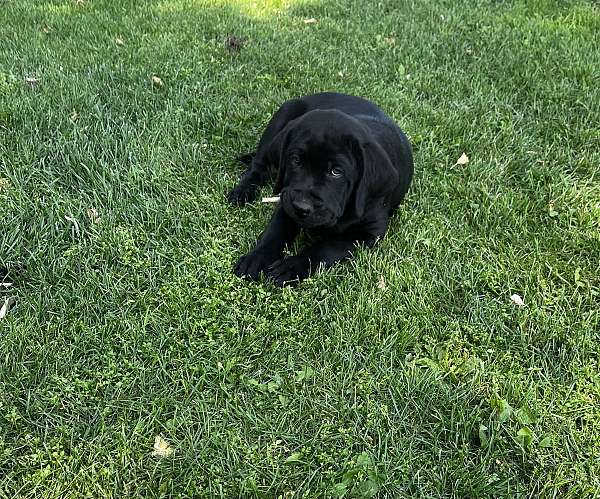 yellow-cane-corso-mastiff