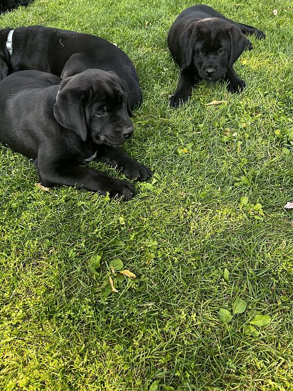 kid-friendly-cane-corso-mastiff