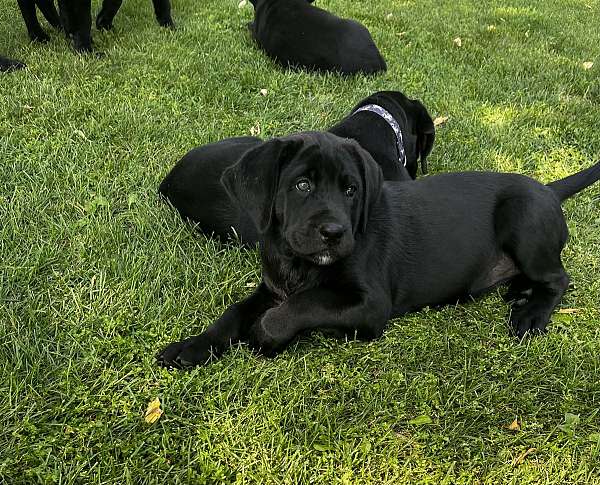 friendly-cane-corso-mastiff