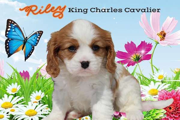 male-cavalier-king-charles-spaniel-puppy