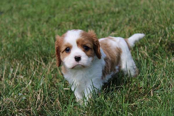 male-cavalier-king-charles-spaniel-puppy