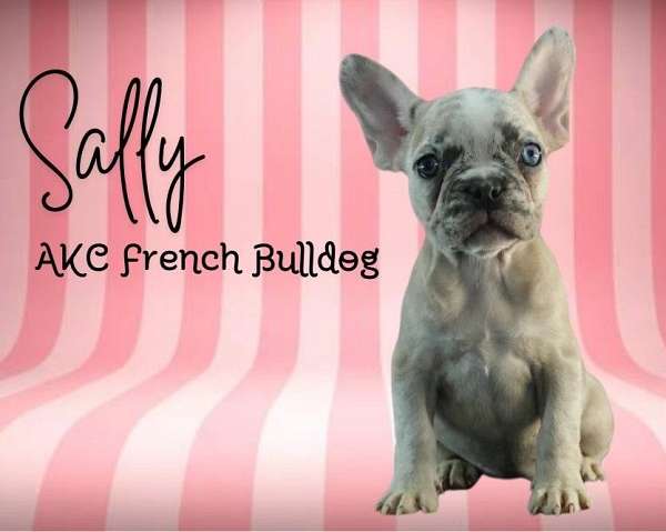 female-french-bulldog