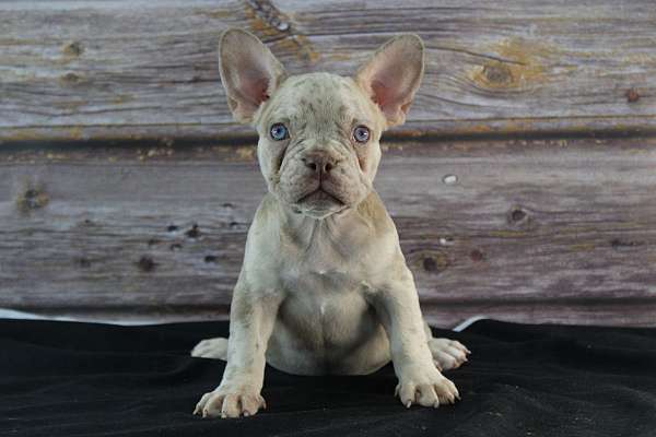 female-french-bulldog