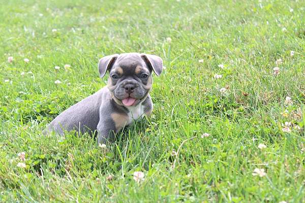 female-french-bulldog