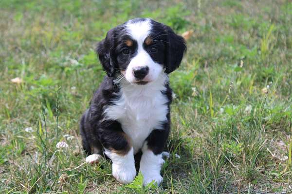 male-bernedoodle-puppy