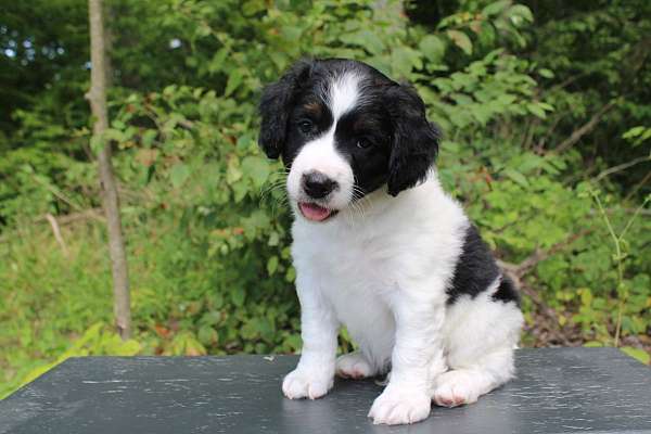 male-bernedoodle-puppy