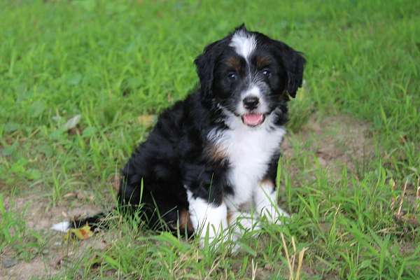 male-bernedoodle-puppy