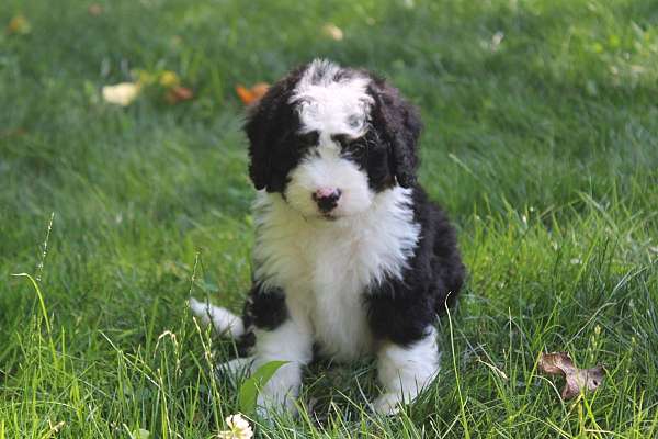 female-bernedoodle-puppy