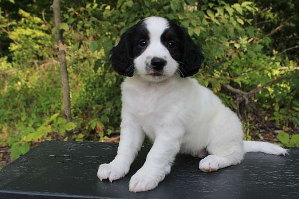 female-bernedoodle-puppy