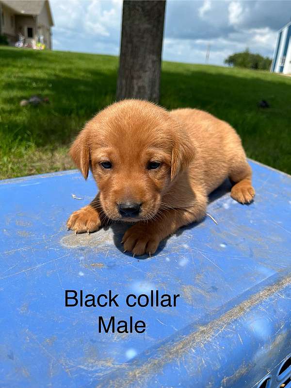 male-labrador-retriever-puppy