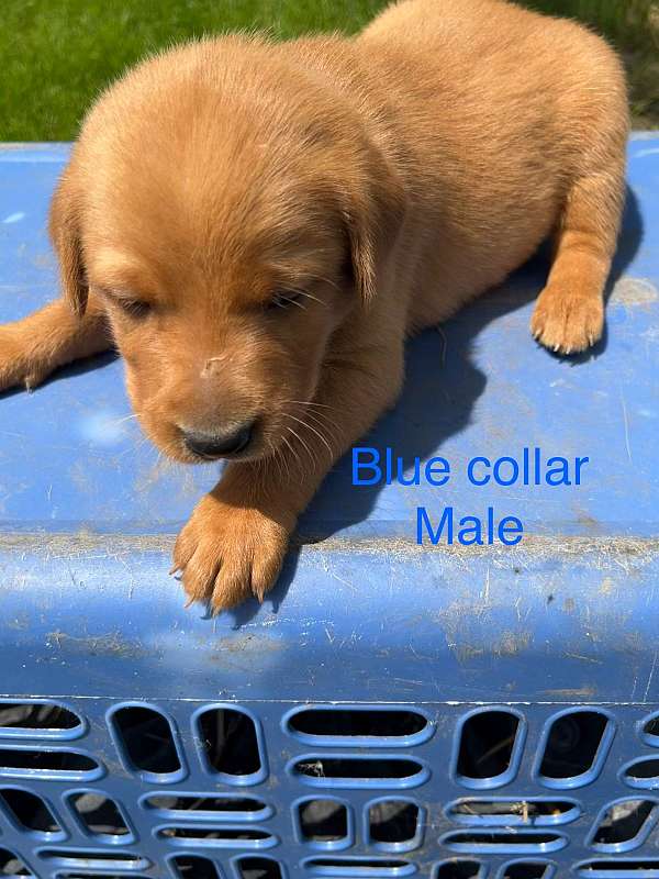 male-labrador-retriever-puppy