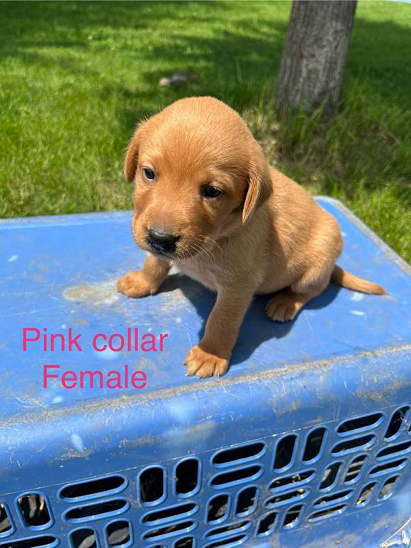 female-labrador-retriever-puppy