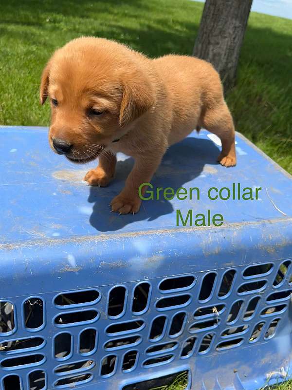 male-labrador-retriever-puppy