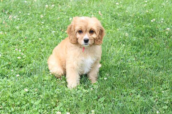 female-cavapoo-puppy